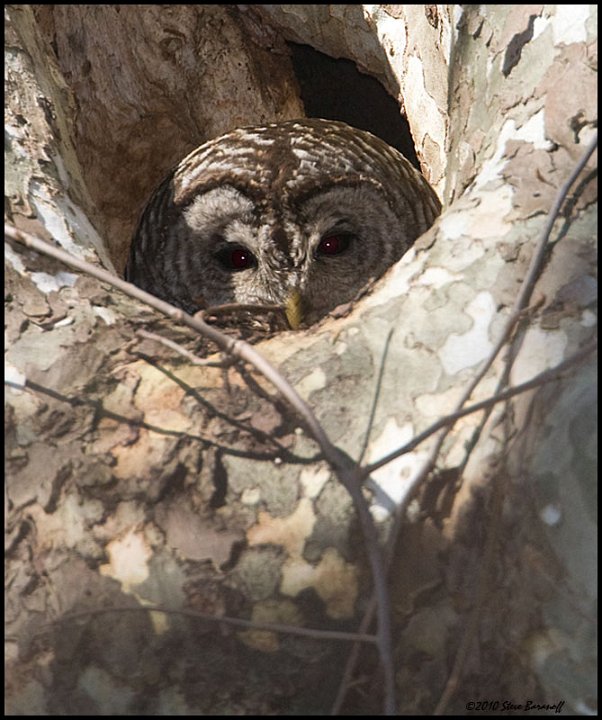 _0SB6416 barred owl female in nest.jpg